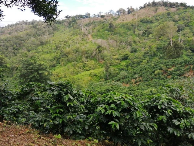 Land for Sale in Santa Clara 093/083 Chiriqui 04051